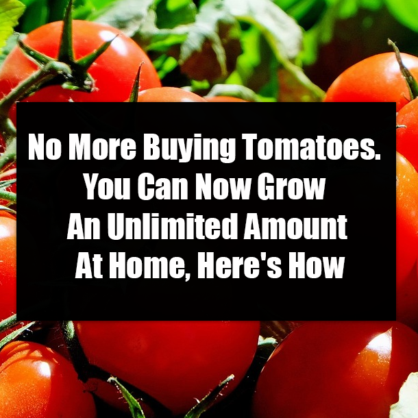 No More Buying Tomatoes. You Can Now Grow An Unlimited Amount At Home, Here's How