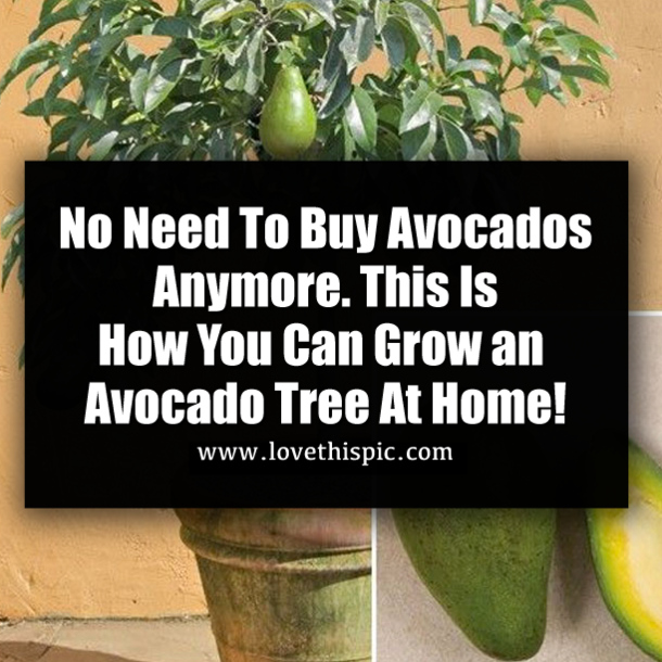 No Need To Buy Avocados Anymore. This Is How You Can Grow an Avocado Tree At Home!