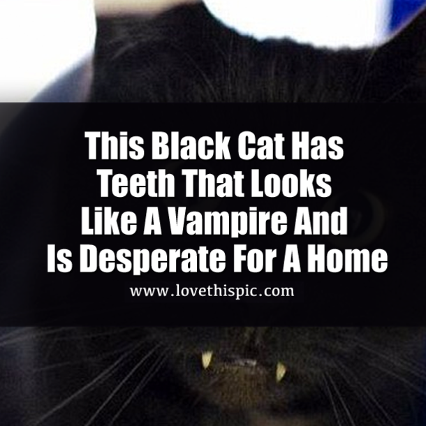 No One Will Adopt This Black Cat Who Has Teeth That Looks Like A Vampire And He Is Desperate For A Home