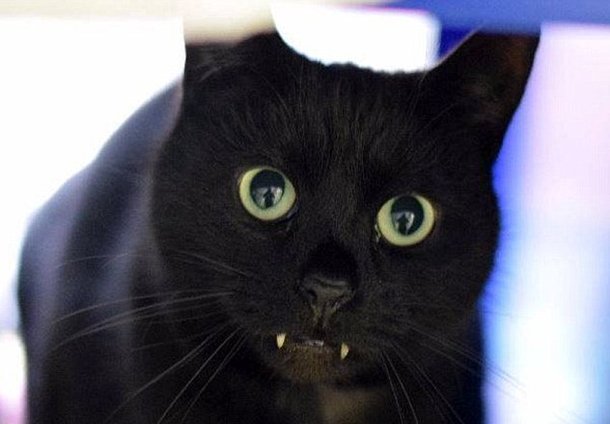 No One Will Adopt This Black Cat Who Has Teeth That Looks Like A Vampire And He Is Desperate For A Home - picture 2