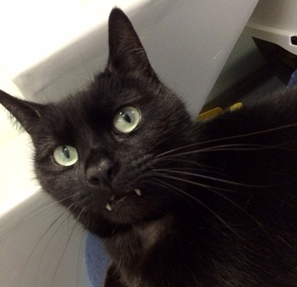 No One Will Adopt This Black Cat Who Has Teeth That Looks Like A Vampire And He Is Desperate For A Home - picture 3