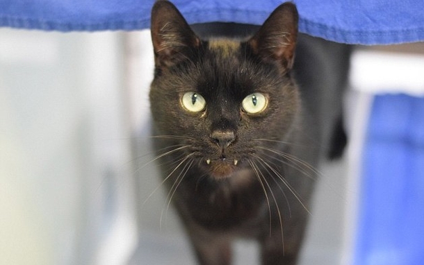 No One Will Adopt This Black Cat Who Has Teeth That Looks Like A Vampire And He Is Desperate For A Home - picture 4