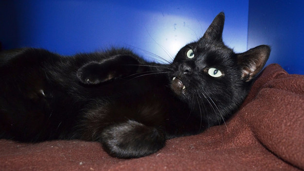 No One Will Adopt This Black Cat Who Has Teeth That Looks Like A Vampire And He Is Desperate For A Home - picture 5