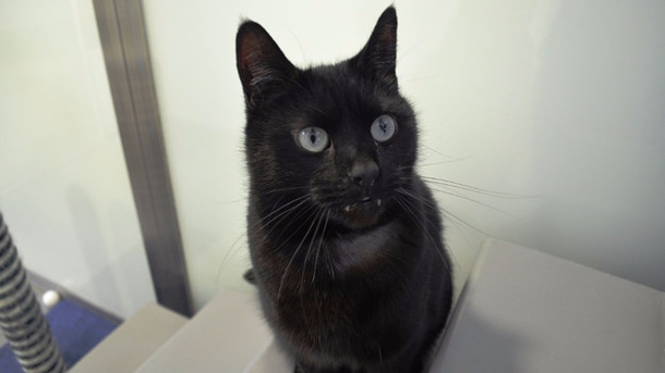 No One Will Adopt This Black Cat Who Has Teeth That Looks Like A Vampire And He Is Desperate For A Home - picture 6