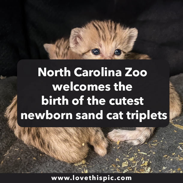 North Carolina Zoo welcomes the birth of the cutest newborn sand cat triplets
