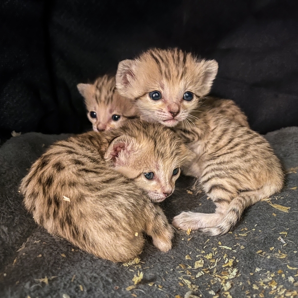 North Carolina Zoo welcomes the birth of the cutest newborn sand cat triplets - picture 2