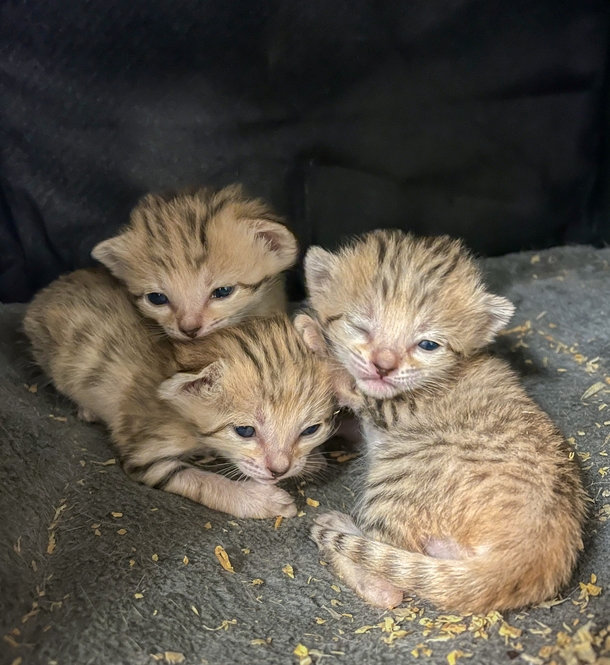 North Carolina Zoo welcomes the birth of the cutest newborn sand cat triplets - picture 3