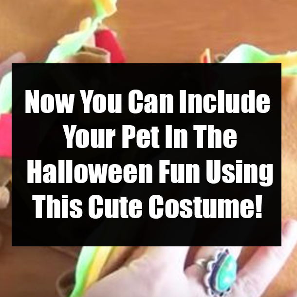 Now You Can Include Your Pet In The Halloween Fun Using This Cute Costume!