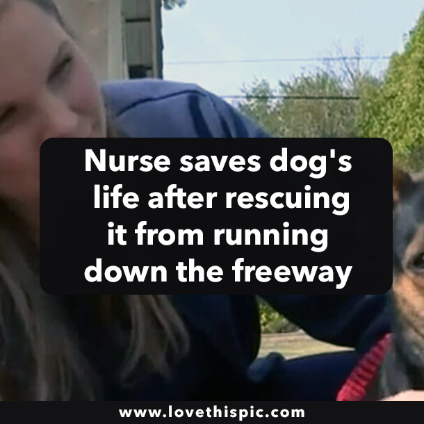 Nurse saves dog's life after rescuing it from running down the freeway