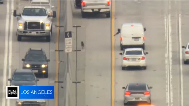 Nurse saves dog's life after rescuing it from running down the freeway - picture 2
