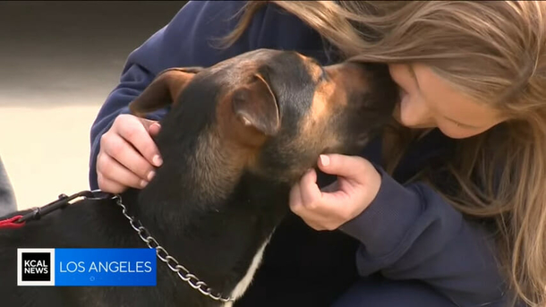 Nurse saves dog's life after rescuing it from running down the freeway - picture 5