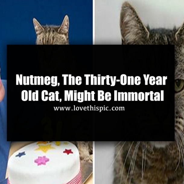 Nutmeg, The Thirty-One Year Old Cat, Might Be Immortal