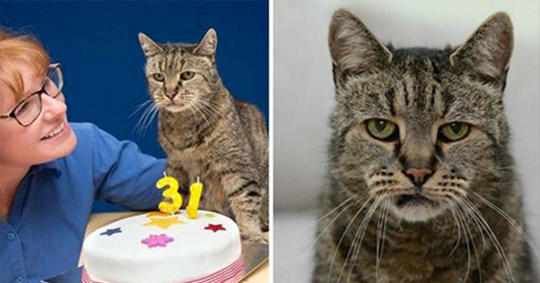 Nutmeg, The Thirty-One Year Old Cat, Might Be Immortal - picture 2