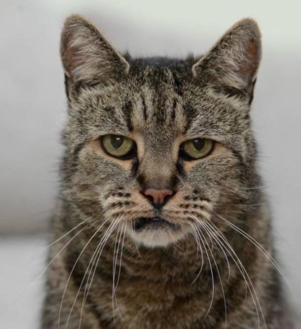 Nutmeg, The Thirty-One Year Old Cat, Might Be Immortal - picture 3