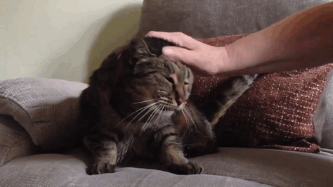 Nutmeg, The Thirty-One Year Old Cat, Might Be Immortal - picture 6