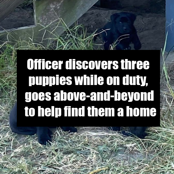 Officer discovers three puppies while on duty, goes above-and-beyond to help find them a home