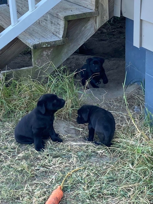 Officer discovers three puppies while on duty, goes above-and-beyond to help find them a home - picture 2