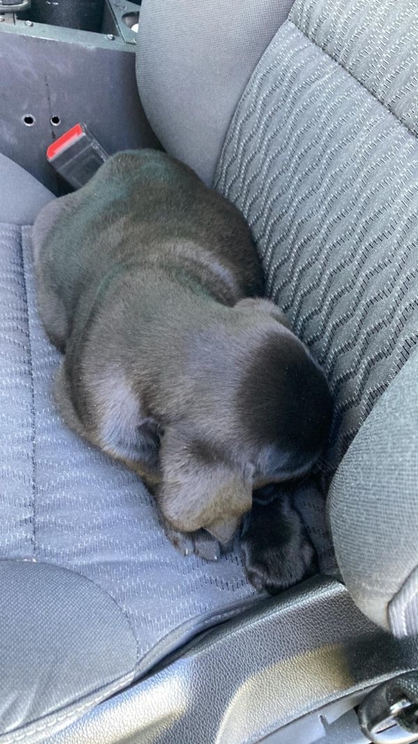 Officer discovers three puppies while on duty, goes above-and-beyond to help find them a home - picture 3