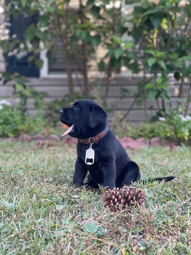 Officer discovers three puppies while on duty, goes above-and-beyond to help find them a home - picture 5