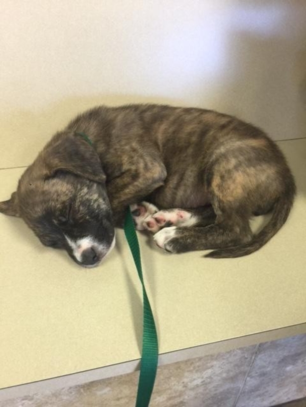 Officer Finds A Homeless Puppy Roaming; Where He Takes Her? This Is So Touching - picture 2