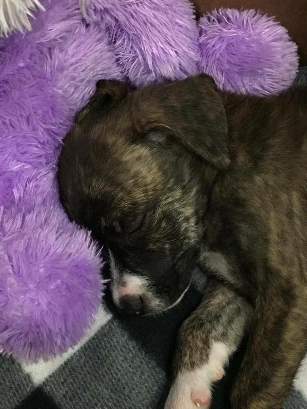 Officer Finds A Homeless Puppy Roaming; Where He Takes Her? This Is So Touching - picture 4