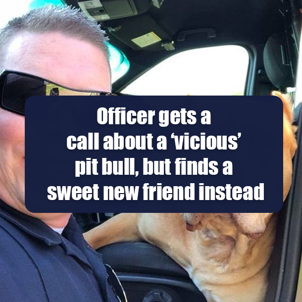 Officer gets a call about a ‘vicious’ pit bull, but finds a sweet new friend instead