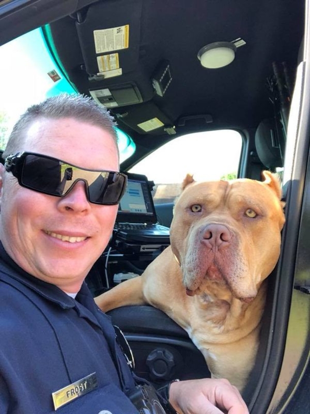 Officer gets a call about a ‘vicious’ pit bull, but finds a sweet new friend instead - picture 2