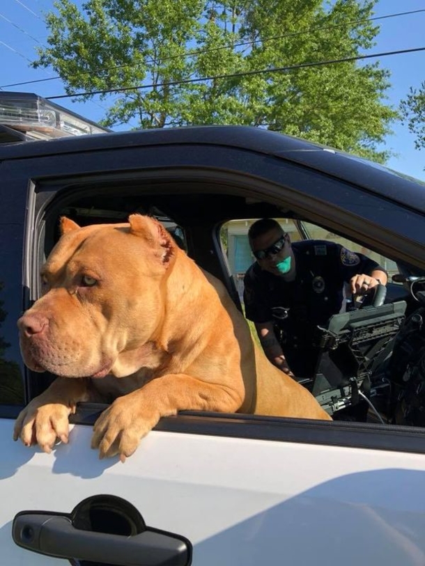 Officer gets a call about a ‘vicious’ pit bull, but finds a sweet new friend instead - picture 3