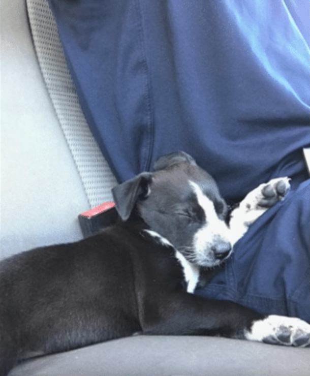 Officer Rushes To Scene Of Dog Left In Car - Becomes Upset Hearing Small Cries Inside - picture 2