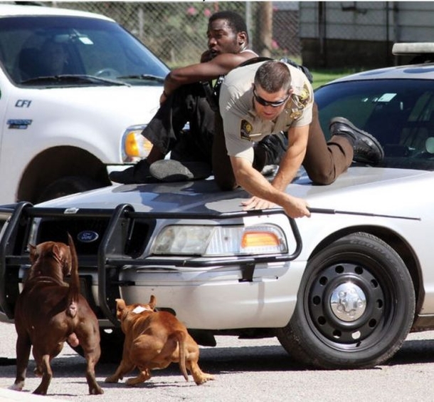 Officer Sees Man Running & Screaming, Then They’re BOTH On Top His Car - picture 2