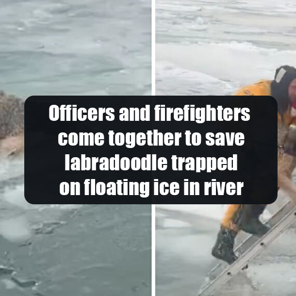 Officers and firefighters come together to save labradoodle trapped on floating ice in river