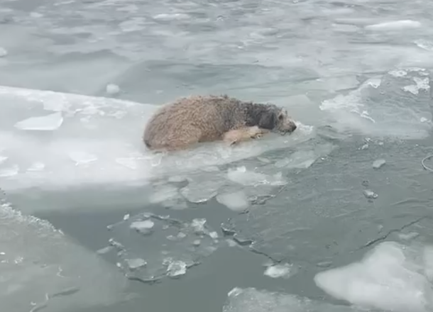 Officers and firefighters come together to save labradoodle trapped on floating ice in river - picture 2