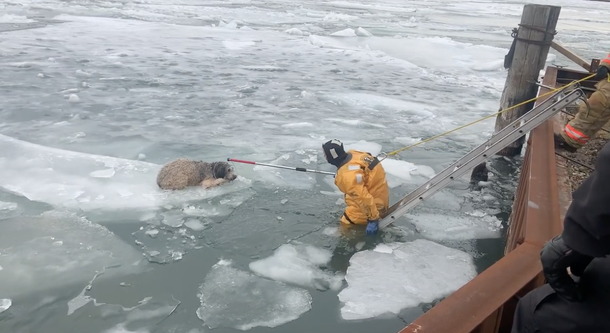 Officers and firefighters come together to save labradoodle trapped on floating ice in river - picture 3