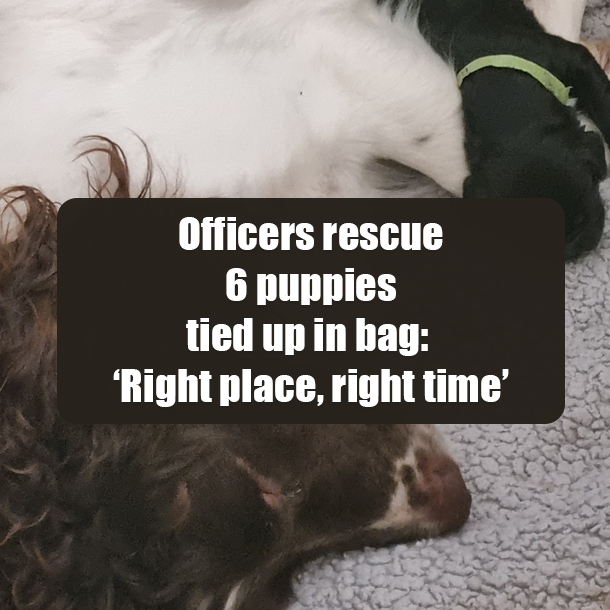 Officers rescue 6 puppies tied up in bag: ‘Right place, right time’