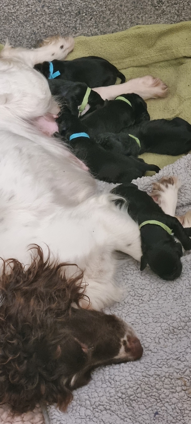Officers rescue 6 puppies tied up in bag: ‘Right place, right time’ - picture 3