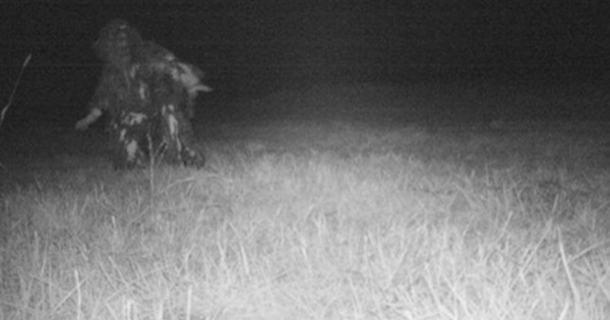 Officials Set Up Camera To Catch Mountain Lion, Instead See Something That Freaks Them Out (Photos) - picture 4