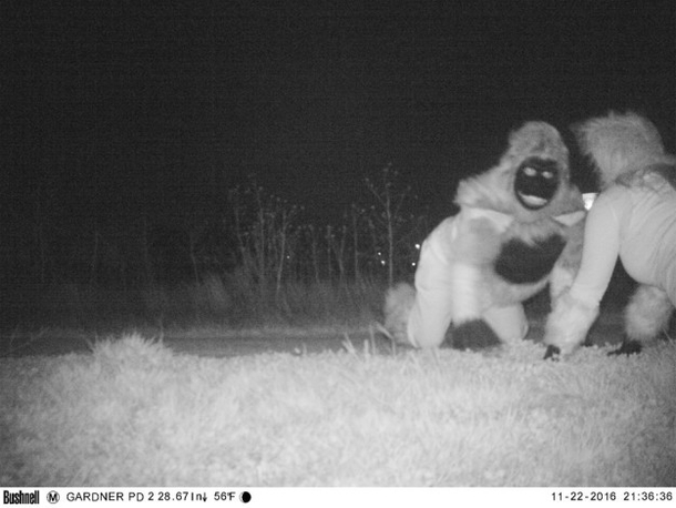 Officials Set Up Camera To Catch Mountain Lion, Instead See Something That Freaks Them Out (Photos) - picture 5