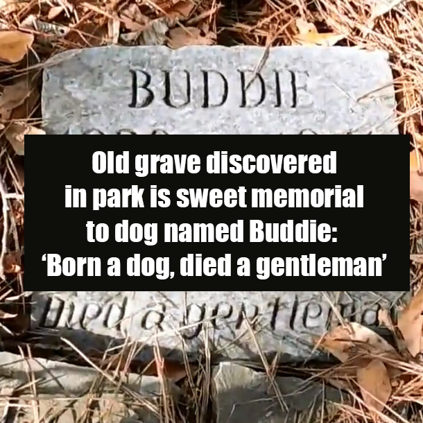 Old grave discovered in park is sweet memorial to dog named Buddie: ‘Born a dog, died a gentleman’
