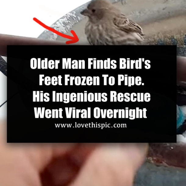 Older Man Finds Bird's Feet Frozen To Pipe. His Ingenious Rescue Went Viral Overnight