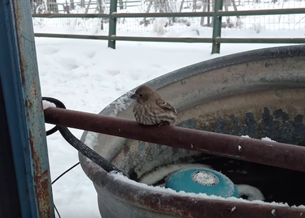 Older Man Finds Bird's Feet Frozen To Pipe. His Ingenious Rescue Went Viral Overnight - picture 2