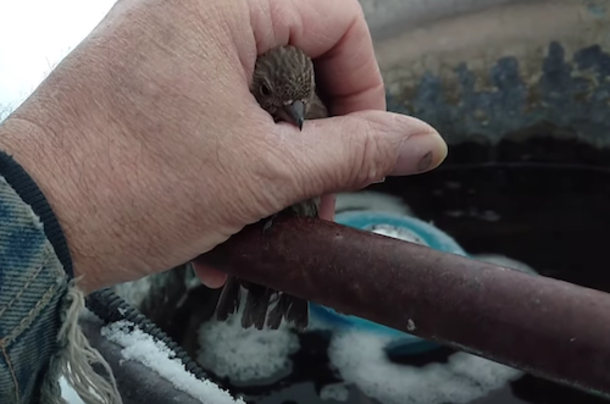 Older Man Finds Bird's Feet Frozen To Pipe. His Ingenious Rescue Went Viral Overnight - picture 3