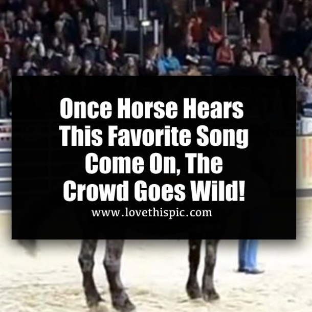 Once Horse Hears This Favorite Song Come On, The Crowd Goes Wild!