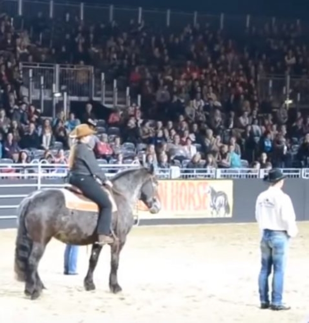 Once Horse Hears This Favorite Song Come On, The Crowd Goes Wild! - picture 3
