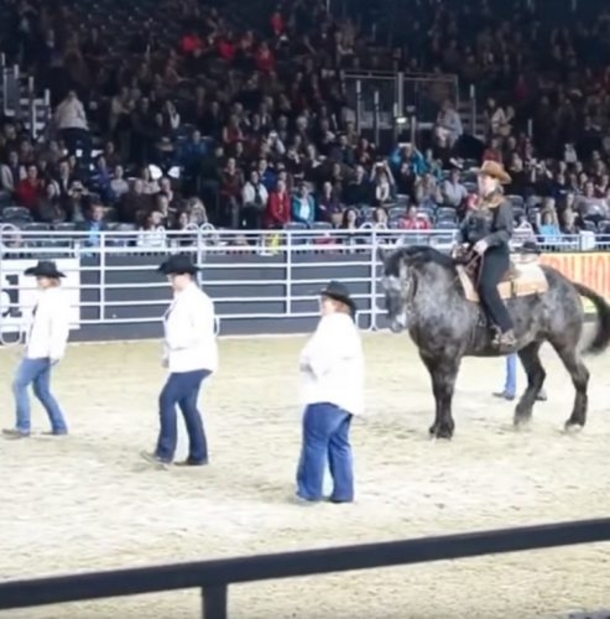 Once Horse Hears This Favorite Song Come On, The Crowd Goes Wild! - picture 5