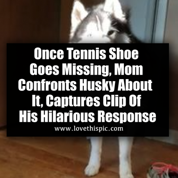 Once Tennis Shoe Goes Missing, Mom Confronts Husky About It, Captures Clip Of His Hilarious Response