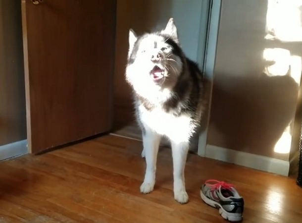 Once Tennis Shoe Goes Missing, Mom Confronts Husky About It, Captures Clip Of His Hilarious Response - picture 2