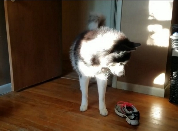 Once Tennis Shoe Goes Missing, Mom Confronts Husky About It, Captures Clip Of His Hilarious Response - picture 3
