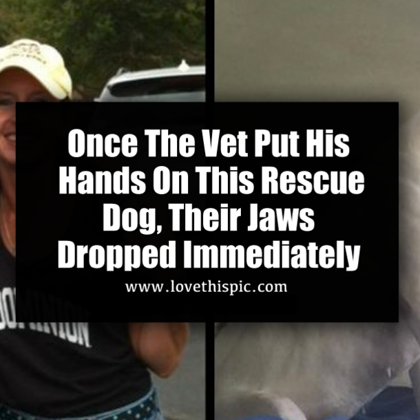 Once The Vet Put His Hands On This Rescue Dog, Their Jaws Dropped Immediately