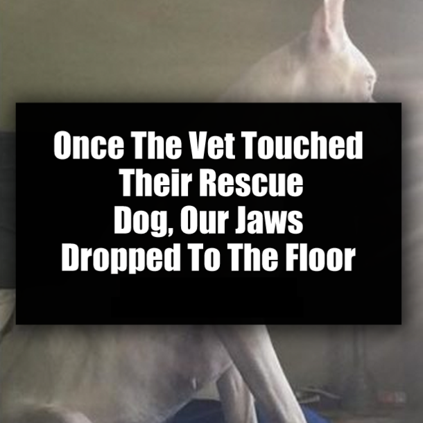 Once The Vet Touched Their Rescue Dog, Our Jaws Dropped To The Floor