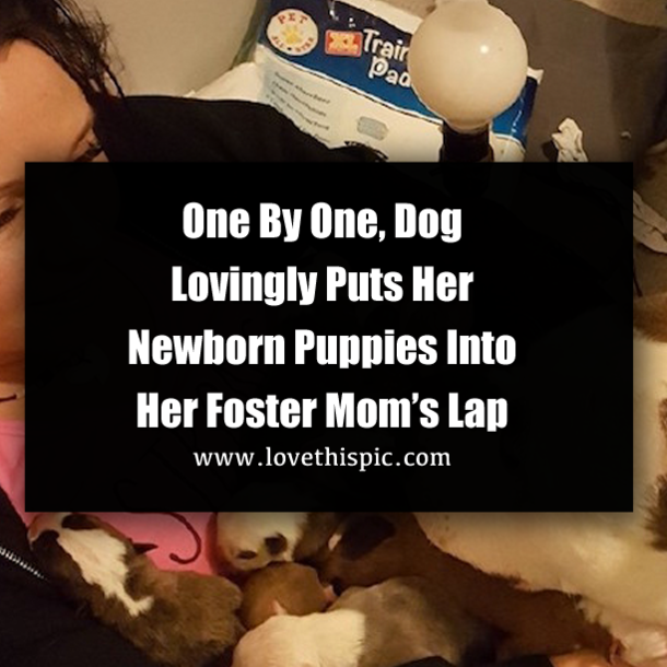 One By One, Dog Lovingly Puts Her Newborn Puppies Into Her Foster Mom’s Lap